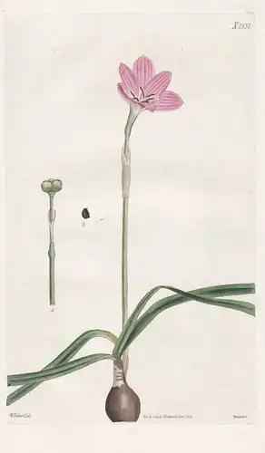 Zephyranthes rosea. Rose-colored zephyranthes. Tab. 2537 - Pflanze Planzen plant plants / flower flowers Blume