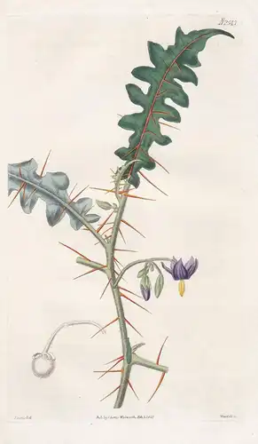 Solanum pyracanthum. Orange-thorned night-shade. Tab. 2547 - Madagascar / Pflanze Planzen plant plants / flowe