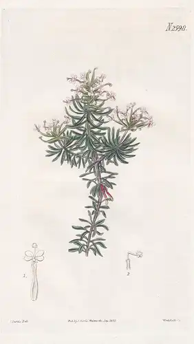 Stylidium adnatum. One-celled stylidium. 2598 - Pflanze Planzen plant plants / flower flowers Blume Blumen / b
