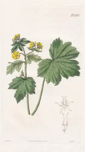 Waldsteinia geoides. Avens-like waldsteinia. 2595 - Hungary Ungarn / Pflanze Planzen plant plants / flower flo