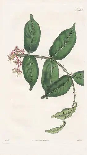Zanthoxylum nitidum. Shining-leaved zanthoxylum. Tab. 2558 - China / Pflanze Planzen plant plants / flower flo