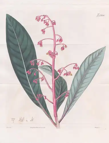 Ardisia Paniculata. Panicled Ardisia. Tab. 2364 - East Indies / Pflanze Pflanzen plant plants / flower flowers