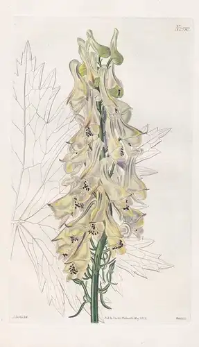 Aconitum ochroleucum. Pale-yellow wolf's-bane. 2570 - Caucasus / Pflanze Planzen plant plants / flower flowers