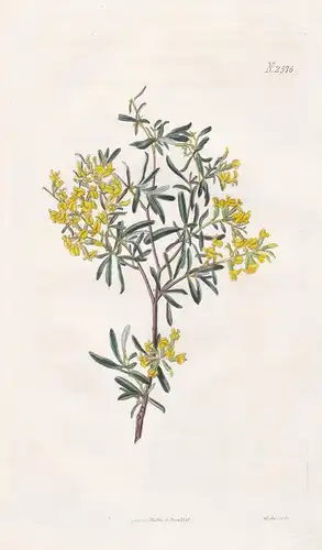 Anthyllis hermanniae. Lavender-leaved kidney-vetch. 2576 - Levant / Pflanze Planzen plant plants / flower flow