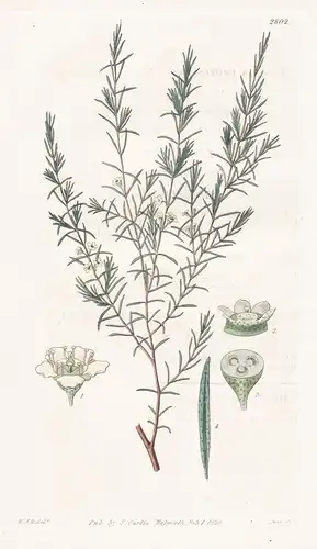 Baeckia frutenscens. Shrubby chinese Baeckia. Tab. 2802 - China / Pflanze Pflanzen plant plants / flower flowe