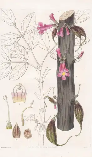 Bignonia colei. General cole's Bignonia. Tab. 2817 - Mauritius / Pflanze Pflanzen plant plants / flower flower