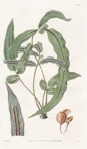 Blechnum longifolium. Long-leaved Blechnum. Tab. 2818 - Trinidad / Pflanze Pflanzen plant plants / flower flow