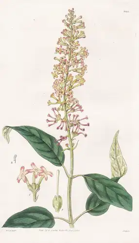 Buddlea Madagascariensis. Madagaskar Buddlea. Tab. 2824 - Madagascar / Pflanze Pflanzen plant plants / flower