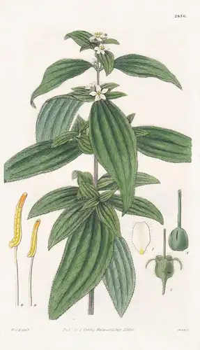Chaetogastra lanceolata. Lance-leaved Chaetogastra. Tab. 2836 - South America Südamerika / Pflanze Pflanzen pl