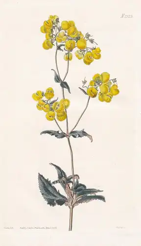 Calceolaria rugosa. Sage-leaved slipper-wort. Tab. 2523 - Chile / Pflanze Planzen plant plants / flower flower