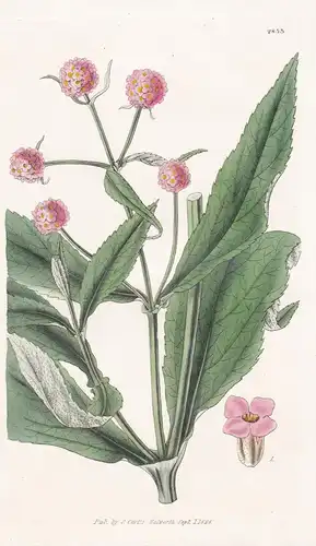 Buddlea Connata. Connate-leaved Buddlea. Tab. 2853 -  Pflanze Planzen plant plants / flower flowers Blume Blum