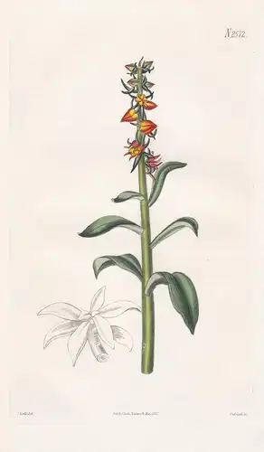 Cotyledon coccinea. Scarlet navel-wort. 2572 - Tenerife / Pflanze Planzen plant plants / flower flowers Blume