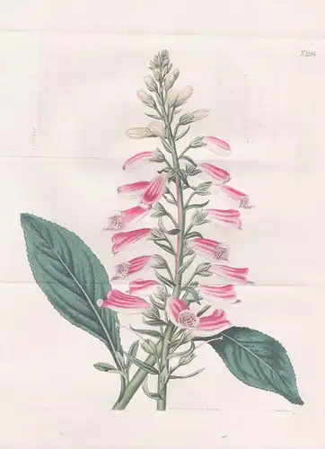 Digitalis tomentosa. Wooly leaved fox-glove. Tab. 2194 - Pflanze Pflanzen plant plants / flower flowers Blume