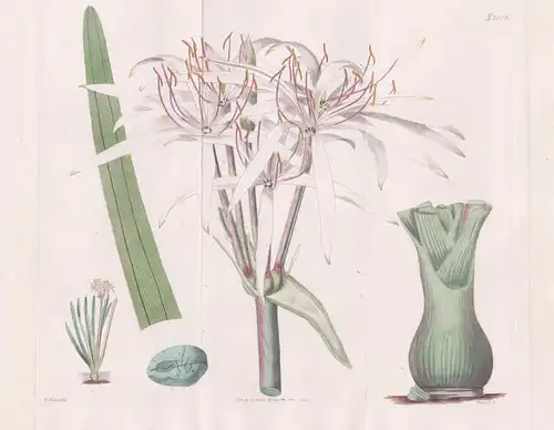 Crinum defixum. Deep-rooted Crinum. Tab. 2208 - Lily lily / Pflanze Pflanzen plant plants / flower flowers Blu