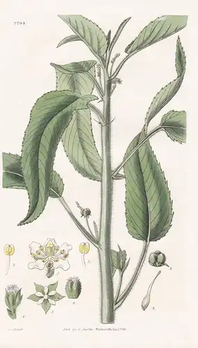 Croton castaneifolium. Chesnut-leaved croton. Tab. 2794 - Pflanze Pflanzen plant plants / flower flowers Blume