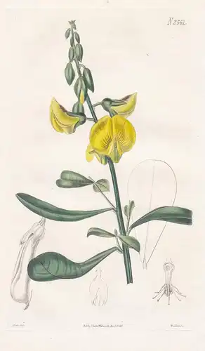 Crotalaria retusa. Wedge-leaved crotalaria. Tab. 2561 - East Indies / Pflanze Planzen plant plants / flower fl