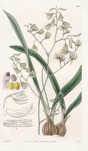 Encyclia viridiflora. Green-flowered Encyclia. Tab. 2831 - Orchidee orchid orchids Orchideen / Brazil Brasil B