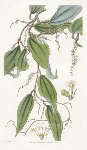Dioscorea cinnamomifolia. Cinnamon-leaved Dioscorea, or yam. Tab. 2825 - Brazil Brasil Brasilien / Pflanze Pfl