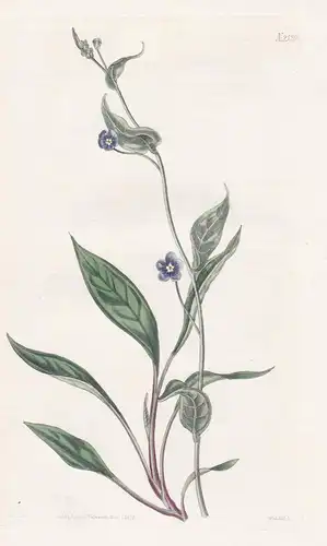 Cynoglossum nitidum. Smooth navel-wort or hound's-tongue. Tab. 2529 - Portugal / Pflanze Planzen plant plants