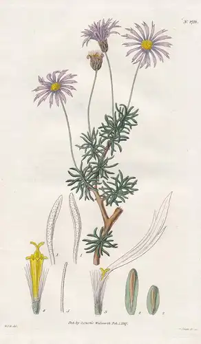 Aster fruticosus. Small shrubby Cape Aster. 2718 - South Africa / Pflanze Planzen plant plants / flower flower