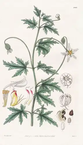 Blumenbachia Insignis. Palmated Blumenbachia. Tab. 2865 - South America Südamerika / Pflanze Planzen plant pla