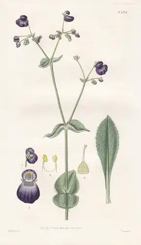 Calceolaria purpurea. Purple-flowered slipperwort. 2775 - Argentina / Pflanze Planzen plant plants / flower fl