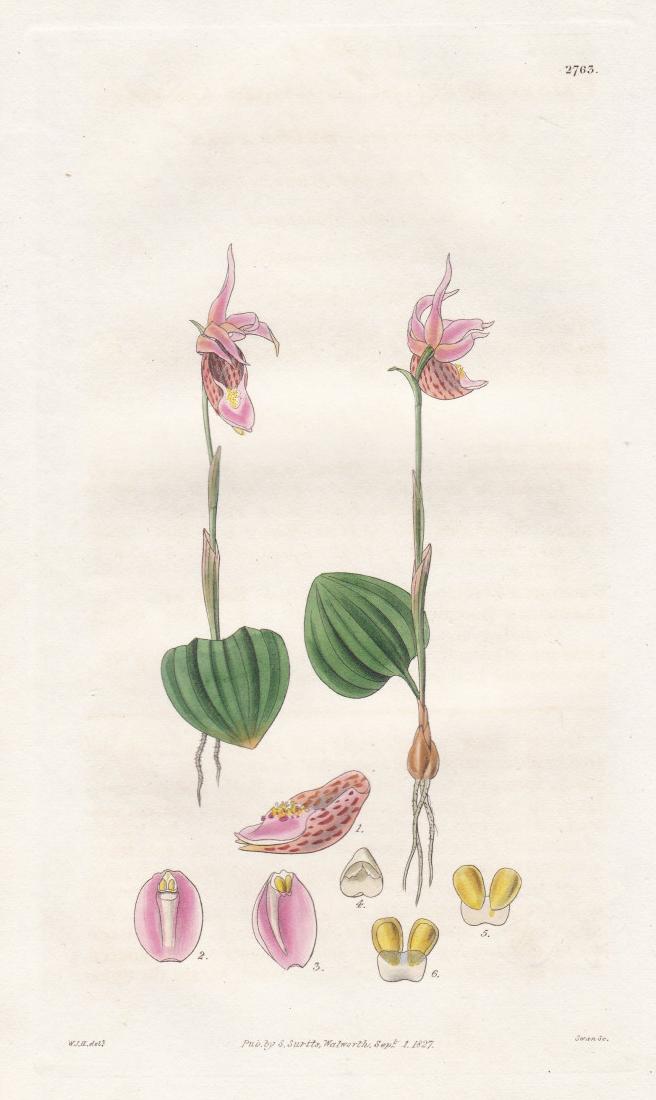 Calypso borealis. Northern calypso. 2763 Pflanze Planzen plant plants / flower flowers Blume