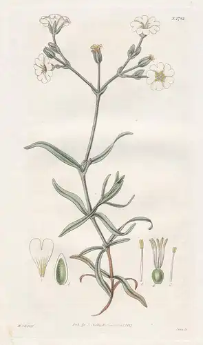 Cerastium biebersteinii. Taurian mouse-eared chickweed. 2782 - Pflanze Planzen plant plants / flower flowers B