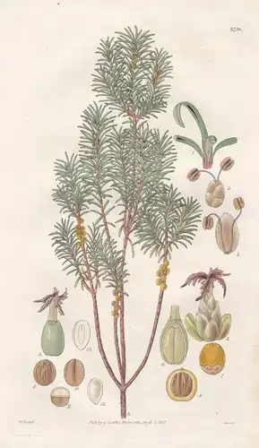 Ceratiola ericoides. Heath-like ceratiola. 2758 - North America / Pflanze Planzen plant plants / flower flower