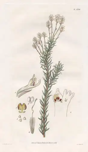 Conospermum taxifolium. Yew-leaved conosperum. 2724 - Australia / Pflanze Planzen plant plants / flower flower
