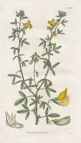 Crotalaria dichtoma. Dichotomous crotalaria. 2714 - Mexico / Pflanze Planzen plant plants / flower flowers Blu