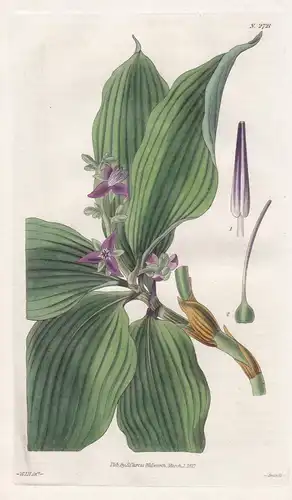 Dichorisandra oxypetala. Sharp-petaled dichorisandra. 2721 - Brazil Brasil / Pflanze Planzen plant plants / fl