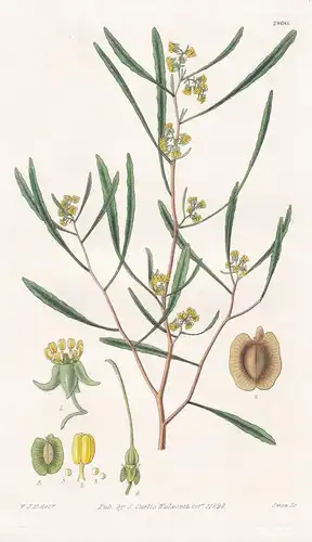 Dodonaea Attenuata. Attenuated leaved Dodonaea. Tab. 2860 - Australia Australien / Pflanze Planzen plant plant