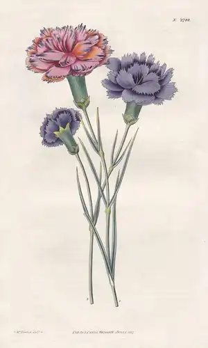 Dianthus caryophyllus. Varieties of Picotees. Tab. 2744 - Pflanze Planzen plant plants / flower flowers Blume