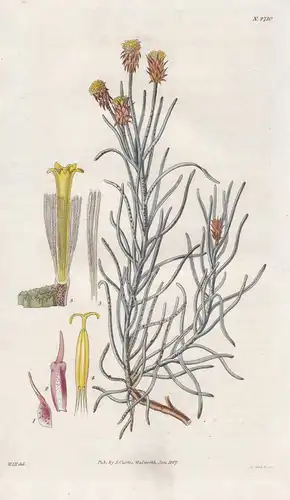 Gnaphalium modestum. Squamose-flowered Cape gnaphalium. 2710 - South Africa / Pflanze Planzen plant plants / f