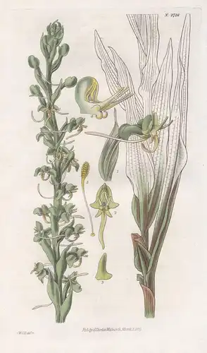 Habenaria leptoceras. Slender-spurred habenaria. 2726 - Pflanze Planzen plant plants / flower flowers Blume Bl
