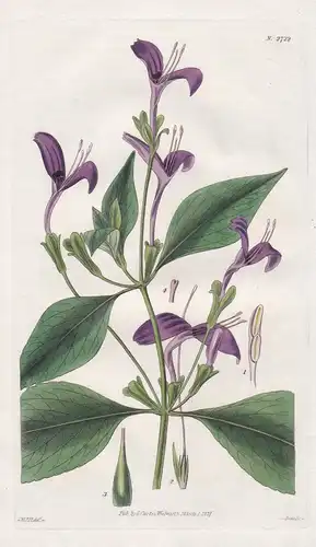 Justicia speciosa. Purple-flowered East-Indian justicia. 2722 - India / Pflanze Planzen plant plants / flower