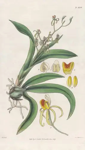 Liparis foliosa. Many-leaved liparis. 2709 - Mauritius / Pflanze Planzen plant plants / flower flowers Blume B