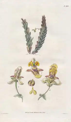 Lockhartia elegans. Beautiful lockhartia. 2715 - Trinidad / Pflanze Planzen plant plants / flower flowers Blum