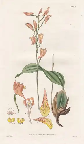 Maxillaria racemosa. Raceme-flowered maxillaria. 2789 - South America / Pflanze Planzen plant plants / flower