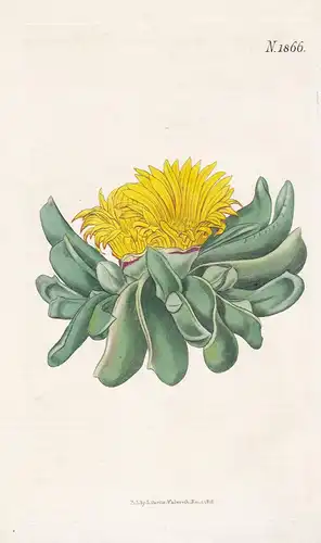 Mesembryanthemum depressum. Depressed tongue fig-marigold. N. 1866 - Pflanze Planzen plant plants / flower flo