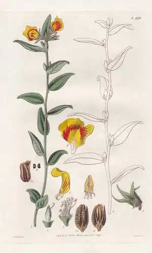 Mirbella Grandiflora. Large-flowered mirbella. 2771 - Australia / Pflanze Planzen plant plants / flower flower