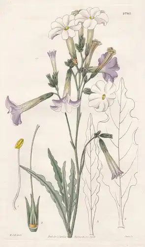 Nicotiana noctiflora. Night-flowering tobacco. 2785 - Tabak / Pflanze Planzen plant plants / flower flowers Bl