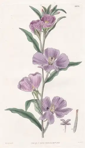 Oenothera viminea. Large purple-flowered-twiggy evening Primrose. Tab. 2873 - California Kalifornien / Pflanze