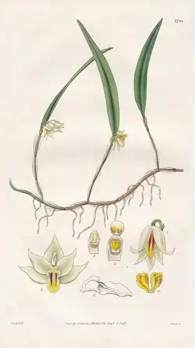 Octomeria graminifolia. Grass-leaved octomeria. 2764 - West Indies / Pflanze Planzen plant plants / flower flo