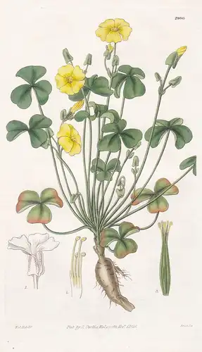 Oxalis carnosa. Fleshy wood-sorrel. Tab. 2866 - Pflanze Planzen plant plants / flower flowers Blume Blumen / b