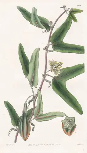 Passiflora capsularis. Angular-fruited-passion-flower. Tab. 2868 - West Indies / Pflanze Planzen plant plants
