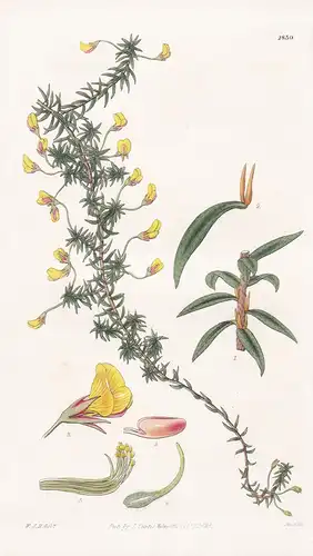 Pultenaea Pedunculata. Pedunculated Pultenaea. Tab. 2859 - Australia Australien / Pflanze Planzen plant plants