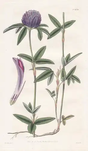 Trifolium alpestre. Narrow-leaved round-headed clover. 2779 - Pflanze Planzen plant plants / flower flowers Bl