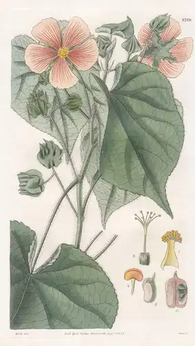 Sida mollis. Soft-leaved sida. 2759 - Peru / Pflanze Planzen plant plants / flower flowers Blume Blumen / bota